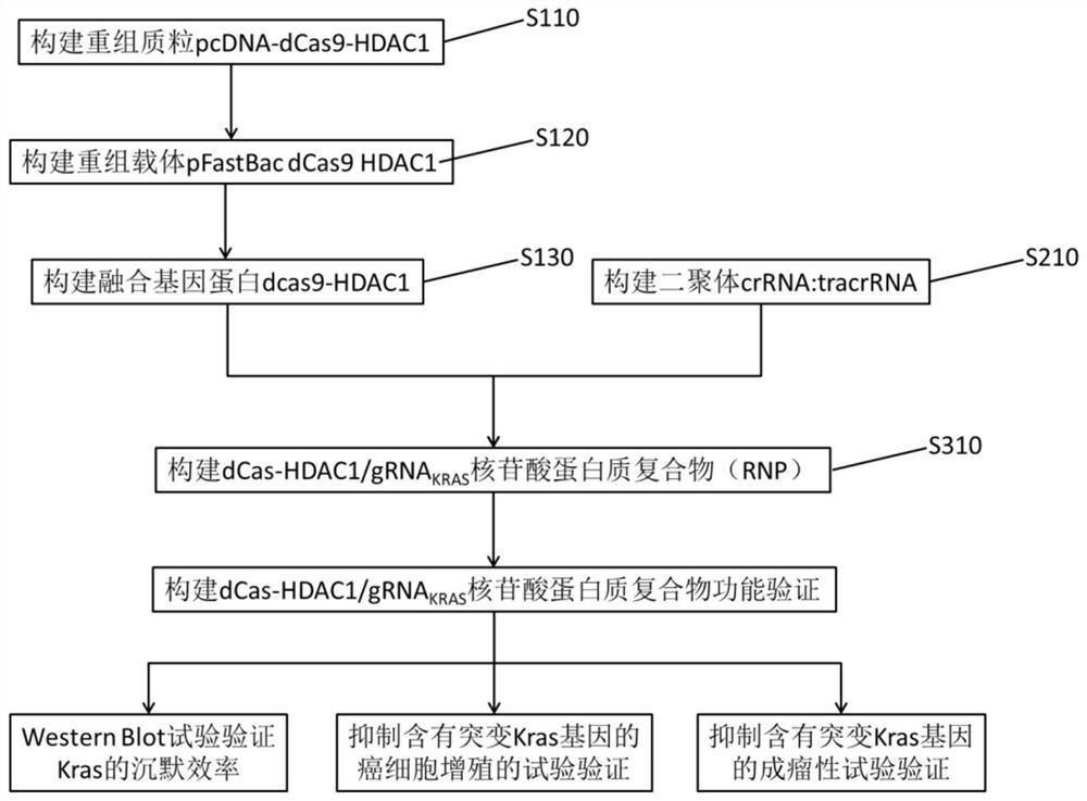 含有靶向突變型KRAS融合基因的重組載體、融合蛋白及蛋白質復合物及其構建方法和應用